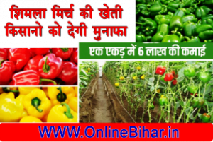 Capsicum cultivation