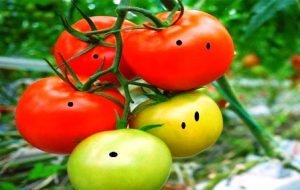 Tamatar Ki Kheti Kaise kare