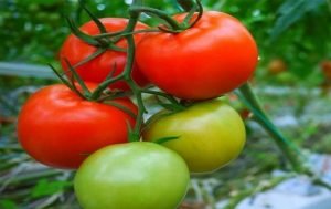 Tamatar Ki Kheti Kaise kare