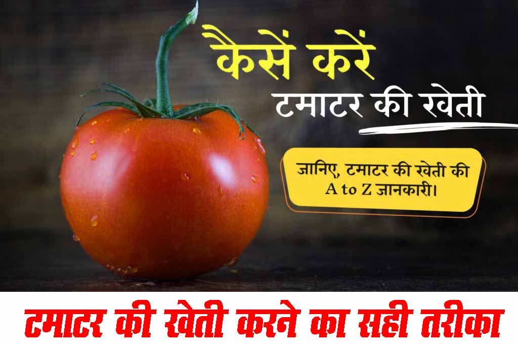 Tamatar Ki Kheti Kaise kare