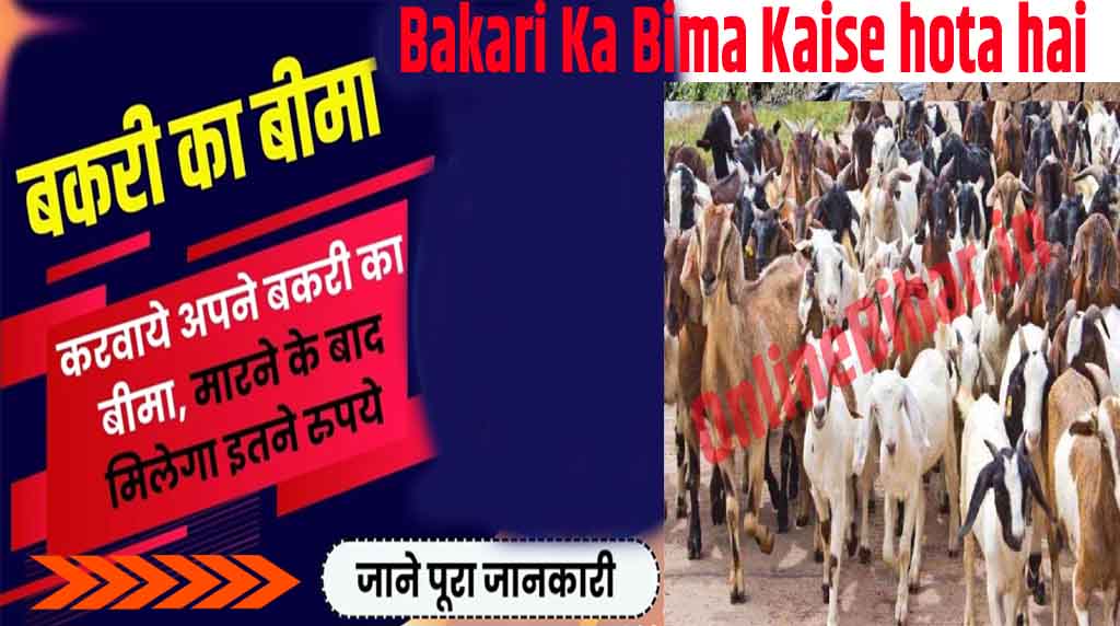 Bakari Ka Bima Kaise hota hai