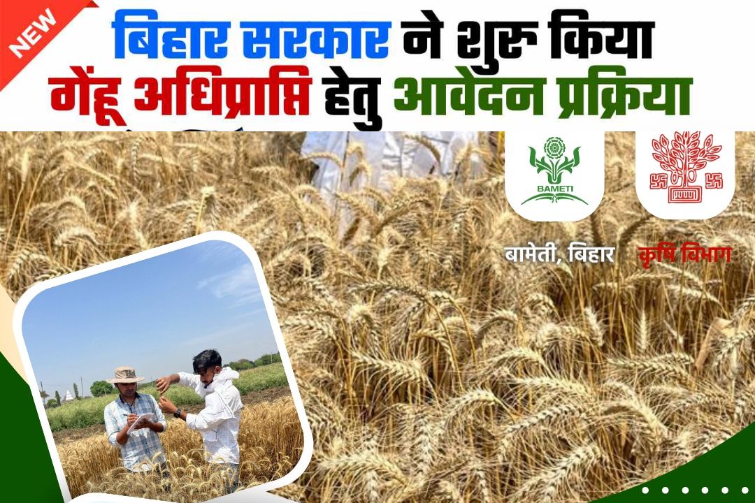 Bihar Gehu Adhiprapti 2024